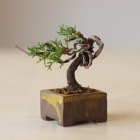 真柏 / YOSHIZAWA3-SHOHINBONSAI   no.223-14