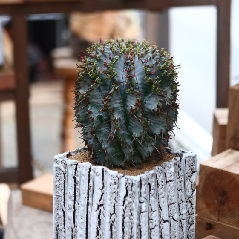 ユーフォルビア ホリダ / Euphorbia horrida no.31965 |