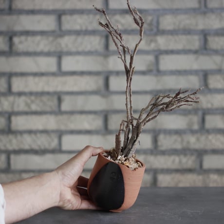 Euphorbia platyclada × N/OH (3号)  no.510/52