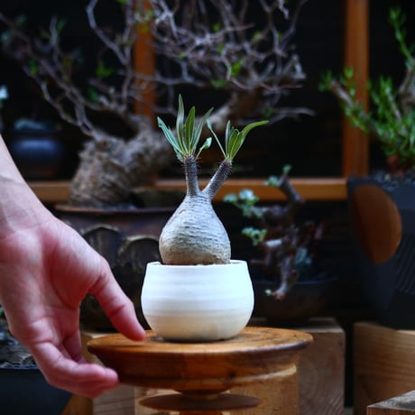 パキポディウム  グラキリス／Pachypodium  gracilius       no.92628