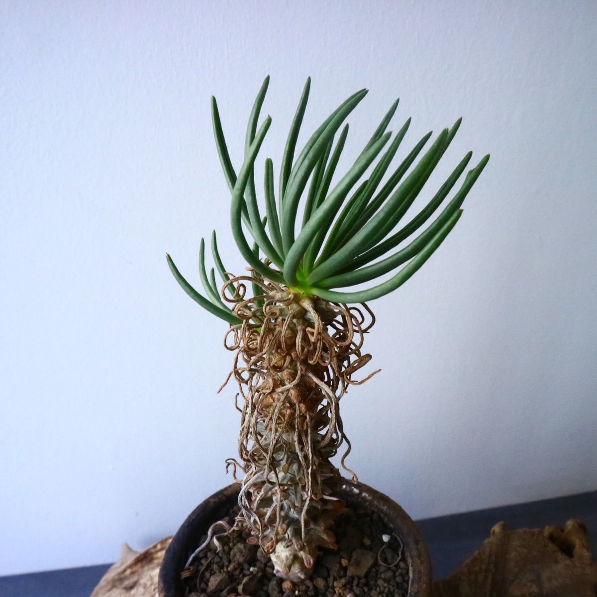 (鉢ごと)チレコドン　ワリチー チレコドン ワリチー #04 | BIZARRE GREEN