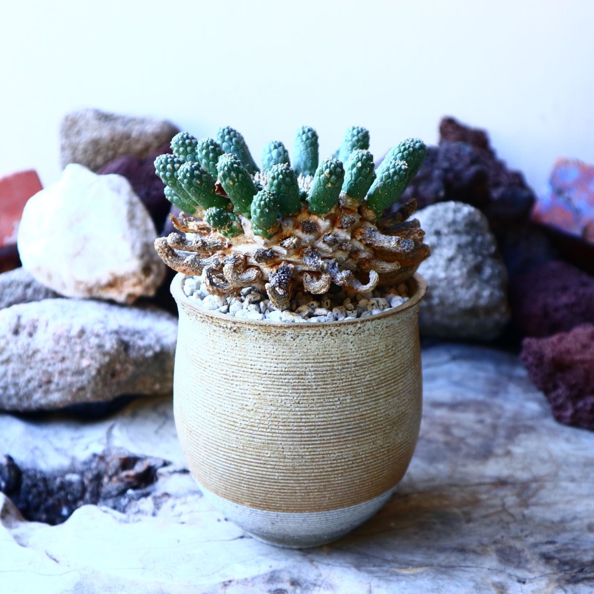 ユーフォルビア エスクレンタ Euphorbia esculenta no.32209