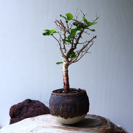 コミフォラ   シンプリキフォリア   Commiphora simplicifolia    no.71405