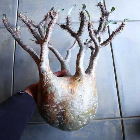 パキポディウム グラキリス   Pachypodium rosulatum var. gracilius no.110342