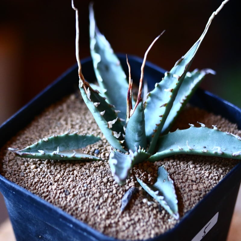 アガベ ユタエンシス エボリスピナ No.63 【公式通販】