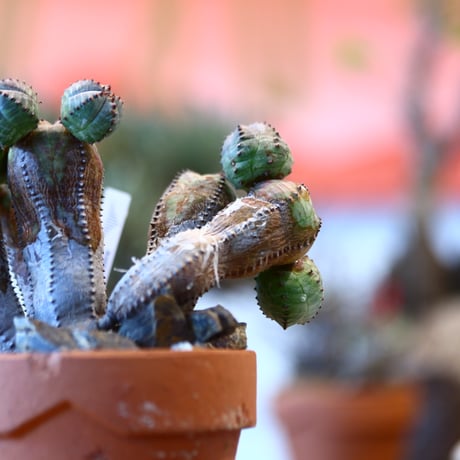Euphorbia obesa  hyb.× YAMABACHI    no.123132