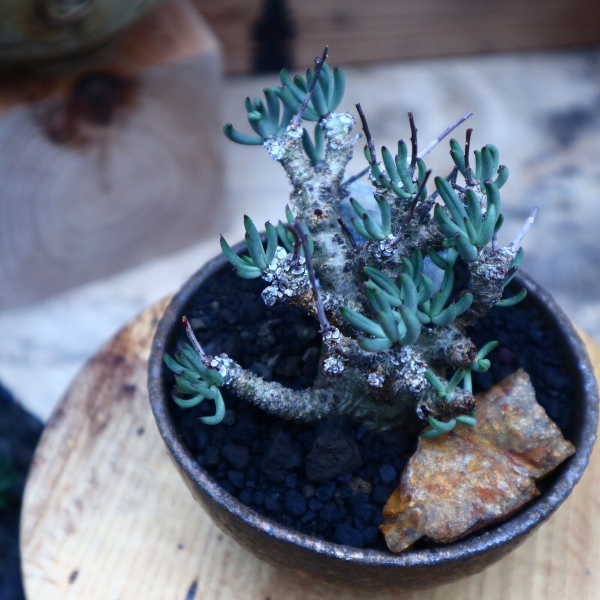 w*n様 チレコドン　ペアルソニー　白象 楽天市場】チレコドン・ペアルソニー 白象 7.5cm鉢 カクタス長田