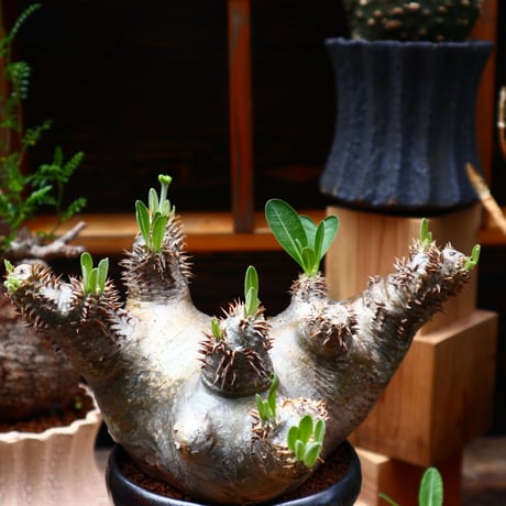 パキポディウム デンシフローラム ／Pachypodium densiforum    no.71027