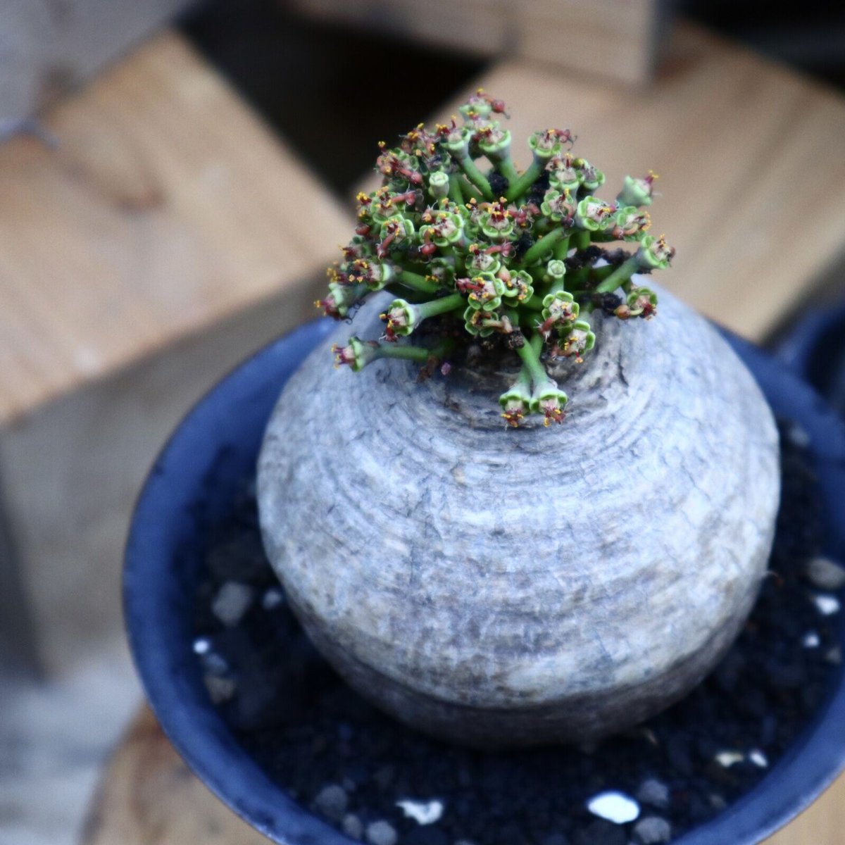 b*.様 希少ユーフォルビア・デシドゥア 個性的な幹立ち多肉植物 希少