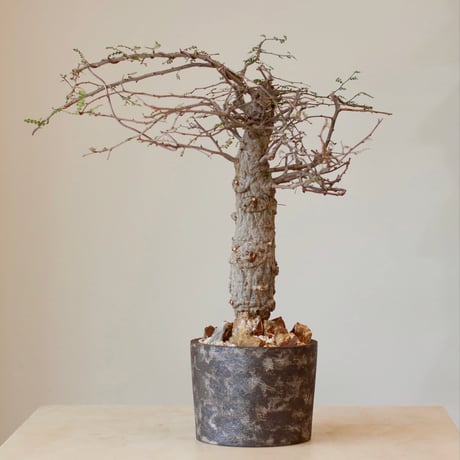 CATEGORY site up plant | 芽の巣山