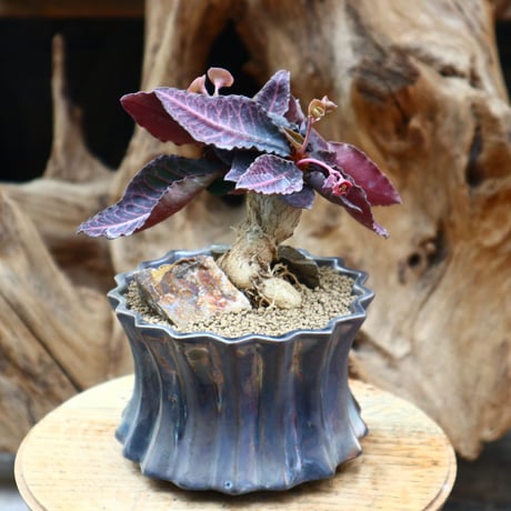 ユーフォルビア  フランコイシー / Euphorbia francoisii   no.31232