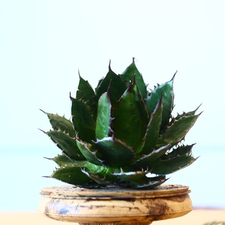 Agave horrida / Style of Chika   no.1015/39