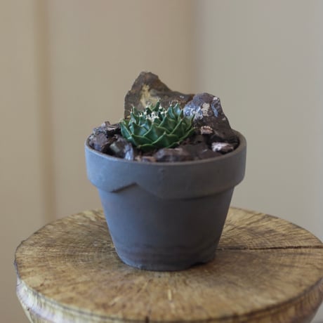 Obregonia denegrii (帝冠) × YAMABACHI var. taketo pot  no.112-21