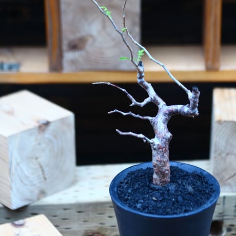 コミフォラ モンストローサ   Commiphora monstrosa   no.82230