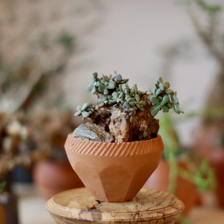 美品 大鉢 中川智治 作家鉢 アガベ パキプス グラキリス 塊根 コーデックス2 美品 大鉢 中川智治 作家鉢 アガベ パキプス グラキリス 塊根