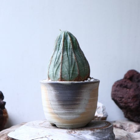 ユーフォルビア  オベサ 　Euphorbia obesa　no.90812