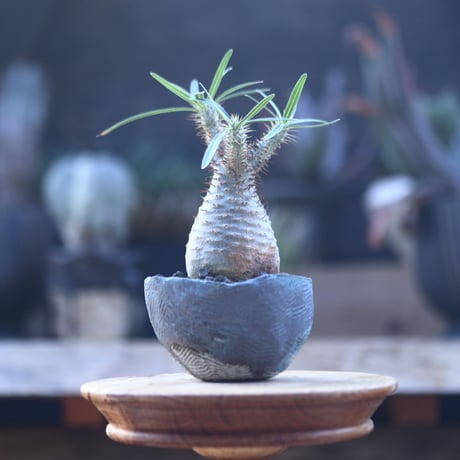 パキポディウム  グラキリス   Pachypodium  gracilius       no.22824