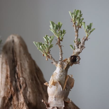 Cyphostemma betiforme × Masato Akutsu / humanity pot   no.63051