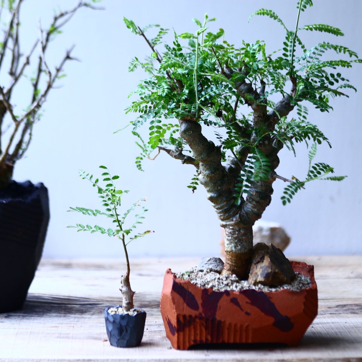 Boswellia neglecta ボスウェリアネグレクタ ボスウェリア ネグレクタ Boswellia neglecta 小鉢セット n