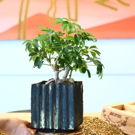 シェフレラ / Schefflera arboricola   no.80617