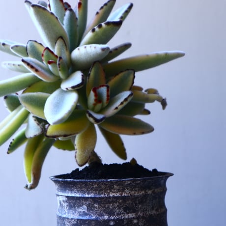 カランコエ  トメントーサ　月兎耳  斑入り   Kalanchoe   tomentosa  no.11917