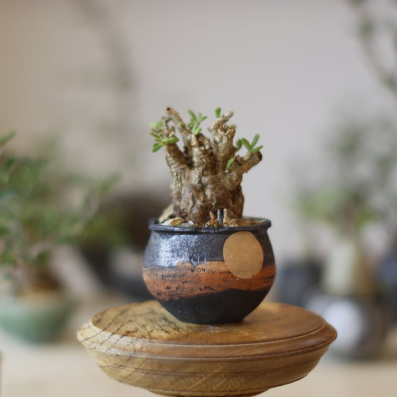 Ceraria pygmaea × N/OH (2.5号) no.1123/24 | 芽の巣山