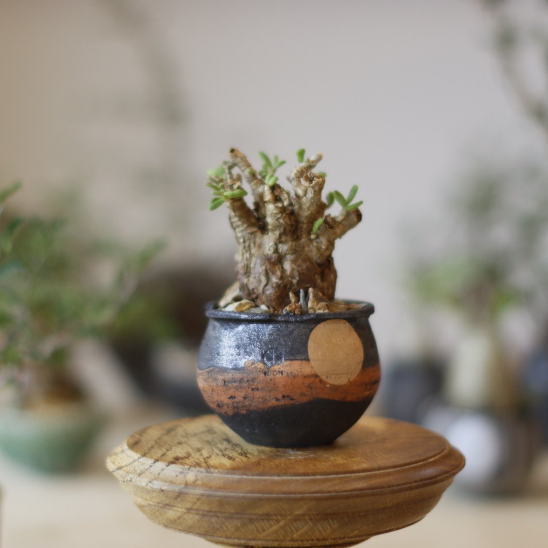 Ceraria pygmaea × N/OH (2.5号) no.1123/24 | 芽の巣山