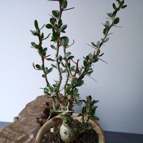 フォークイエリア  コルムナリス  観峰玉 Fouquieria columnari   No.016