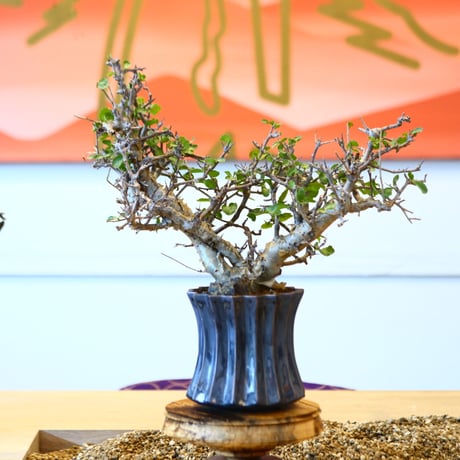 Commiphora wightii × soso   no.100855