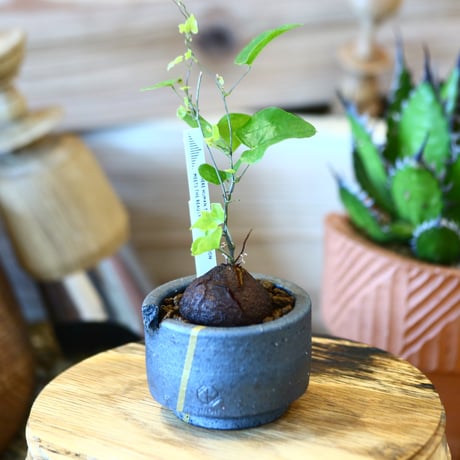 N/OH × Dioscorea elephantipe    no.111915
