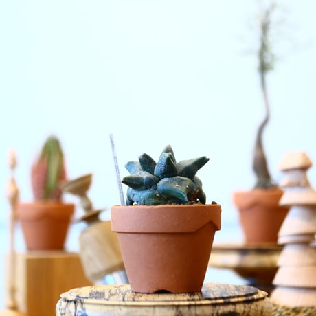 YAMABACHI × Astrophytum　no.91005