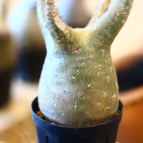 Pachypodium gracilius   no.32418
