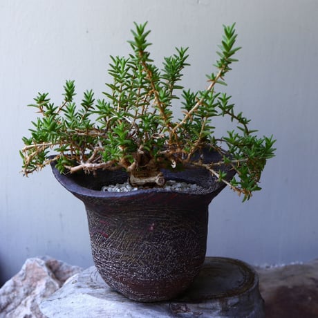トリコディアデマ  ブルボスム  姫紅小松　Trichodiadema bulbosum    no.60231