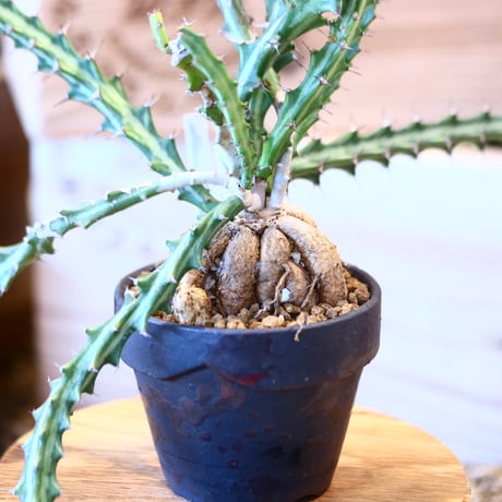 Euphorbia knuthii × YAMABACHI var. takero pot   no.10798
