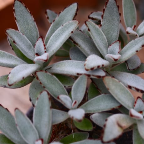カランコエ  トメントーサ 月兎耳／Kalanchoe   tomentosa  no.91961