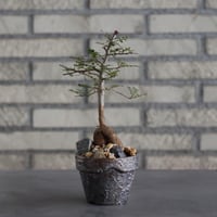 Operculicarya decaryi × YAMABACHI var.takero pot (3号)  no.614/128
