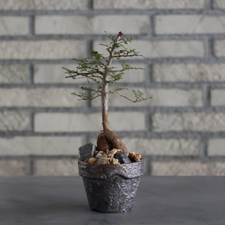 Operculicarya decaryi × YAMABACHI var.takero pot (3号)  no.614/128