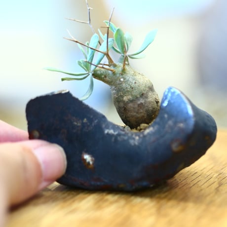 Othonna euphorbioides × Arima Kazuhiro   no.111201