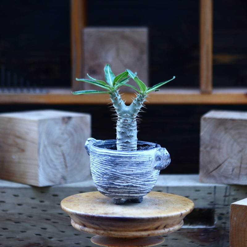 パキポディウム カクチペス 実生／Pachypodium rosulatum var. ca