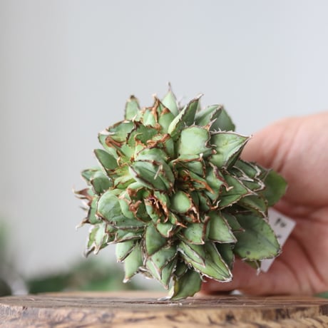 Agave titanota filigree Devil / Style of Chika　no.42194