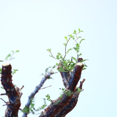 コミフォラ モンストローサ / Commiphora monstrosa   no.62501
