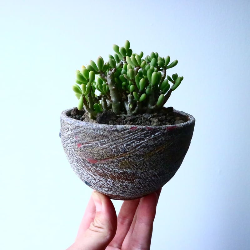 チレコドン ブラキアエ Tylecodon blackiae ルンルン