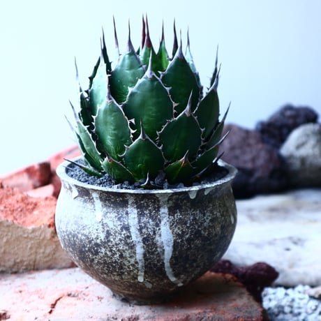 アガベ ホリダ   Agave horrida   no.32229