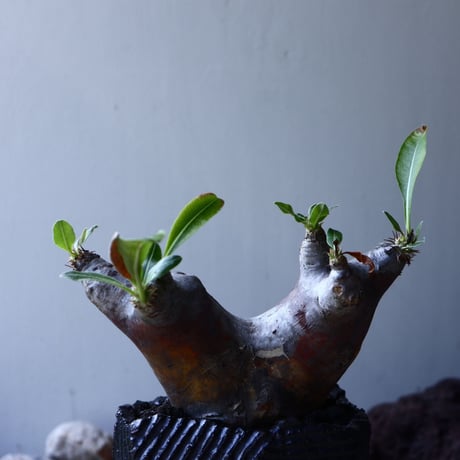 パキポディウム   デンシ フローラム  Pachypodium densiflorum no.61607