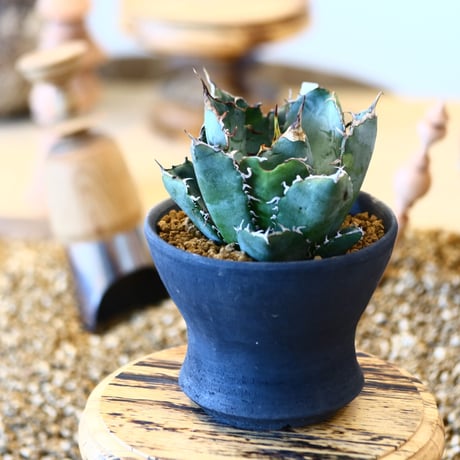 【9/9入荷未発根未活着ベアルート植込み】Agave titanota White Whale  no.91775