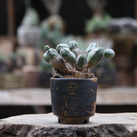 ユーフォルビア  オベサ hyb. ／Euphorbia obesa  hyb.  no.1002/9