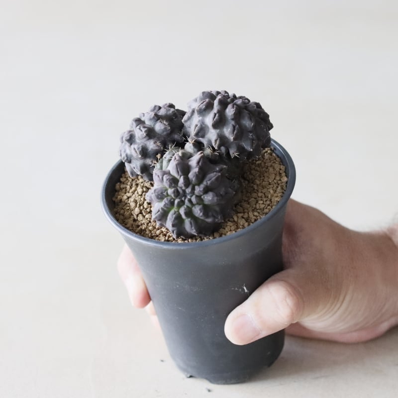 Eriosyce occulta / 雷頭玉 (3号鉢) no.913/22 | 芽の巣山