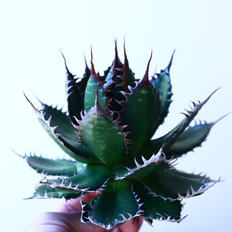 アガベ ホリダ   Agave horrida   no.41213