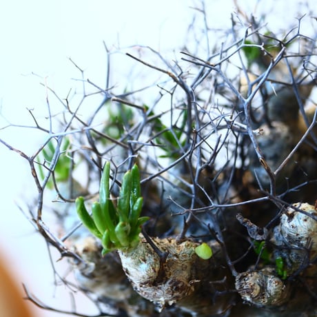 Tylecodon reticulate × N/OH  no.90325