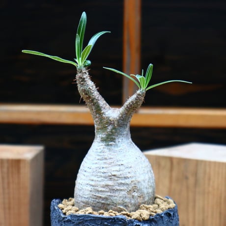 パキポディウム  グラキリス／Pachypodium  gracilius     no.61916
